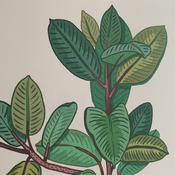 Rubber Plant Framed Print - Picture 3 of 7